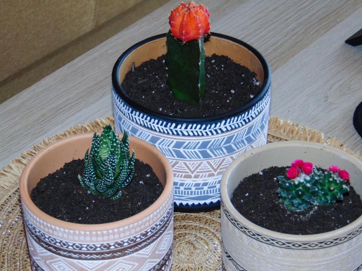斯巴达The Orange Cactus公寓 外观 照片